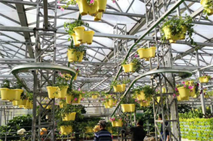 Hanging basket hydroponic追光栽培系统